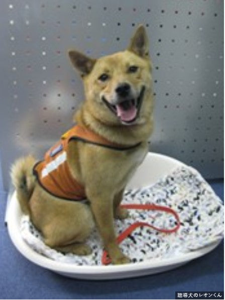 ユーザーは全国にわずか50人ほど…視覚障害の人に寄り添う「聴導犬」の厳しい現状