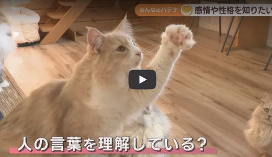 ネコに好かれるには?なぜ柔らかい? ネコにまつわる疑問【みんなのハテナ】