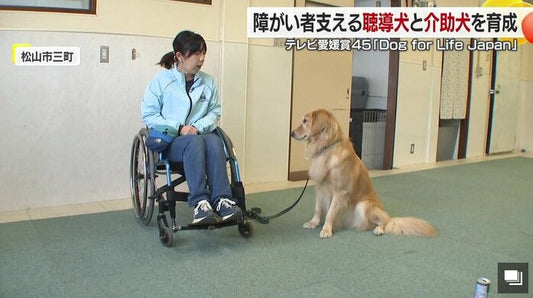 「犬と歩む人生をあなたへ」中四国・九州エリアで唯一「介助犬・聴導犬」の育成に取り組む団体【愛媛発】