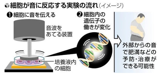 音に反応し遺伝子の働きが変化、人やマウスの細胞で確認…京大チーム「肥満予防や治療の可能性」