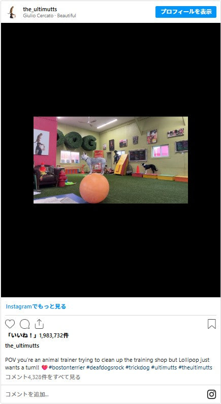 【画像】特技は玉乗り?世界を魅了する、生まれつき耳の聞こえない犬。じっとボールに乗り続ける愛らしい姿が話題