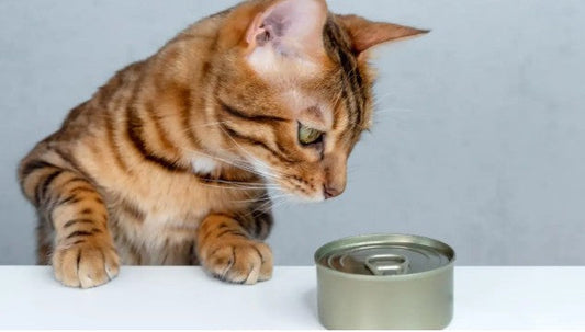 猫が『猫缶の開封音』に瞬時に反応するワケ!”ごはん・おやつアンテナ”が敏感すぎる理由について解説