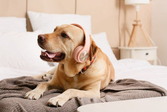 私の犬は私の音楽が嫌いでしょうか?