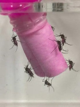 蚊の恋を妨害 繁殖防ぐ仕組み発見 名古屋大教授らの研究チーム
