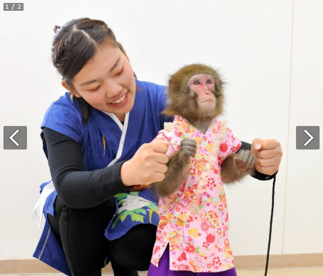 「おそらくどこにもいない」 手話を披露するニホンザル、全国へ