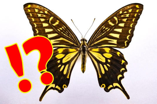 知らないと「免許返納」レベル!? 謎の「ちょうちょマーク」見かけたらどうすべきか 無視すれば「反則金6000円」です!