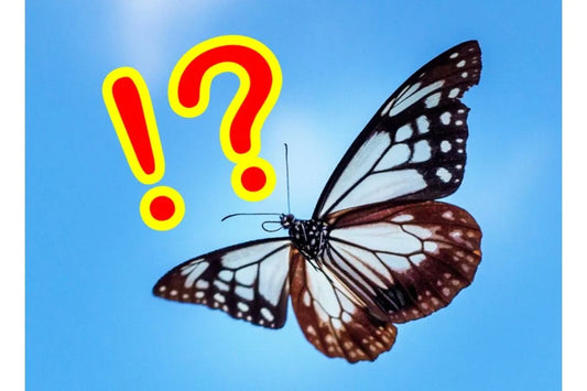 謎の「ちょうちょマーク」付けたクルマ、一体何を意味? 無視すれば「うっかり違反」の可能性も…若葉マークとは違う「気を付けるポイント」は