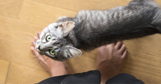 猫が『飼い主が出かける前に見せる』行動5選!なぜ猫は飼い主の外出を察知できるの?