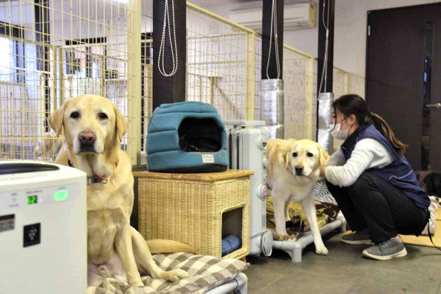 リタイア補助犬に最後の居場所を 横浜「老犬ホーム」改修にクラファン、集まる善意「皆さんのおかげで半分まで」