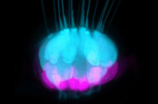 遺伝子研究により、魚やトカゲの聴覚再生の仕組みが解明される