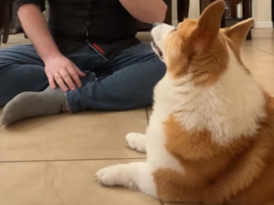 「うちのコーギーが賢すぎて…」　飼い主が困った理由に「笑った！」