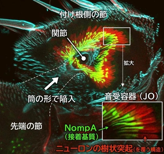 図：成虫の触角の聴覚を担う構造