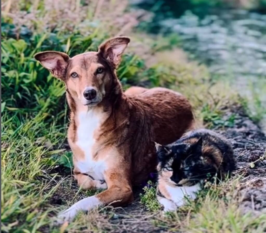 「ほっこりした」「長生きしてほしい」　なぜか犬の“耳”から目を離さない猫、実は……　2匹の“特別な絆”に感動の声が続々【海外】
