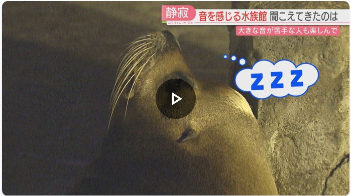 BGMを消して聞こえてきたのはアシカの息づかい　イルカたちの歌も　大きな音が苦手な人のための1日限定「静かな水族館」　マリンワールド海の中道　福岡