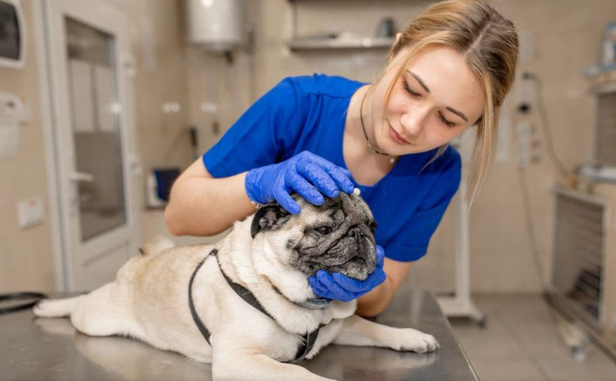 犬の難聴と聴覚障害に関するガイド