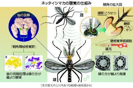 音の情報処理、雄でより発達　ネッタイシマカの脳―駆除や探索に応用期待・名古屋大
