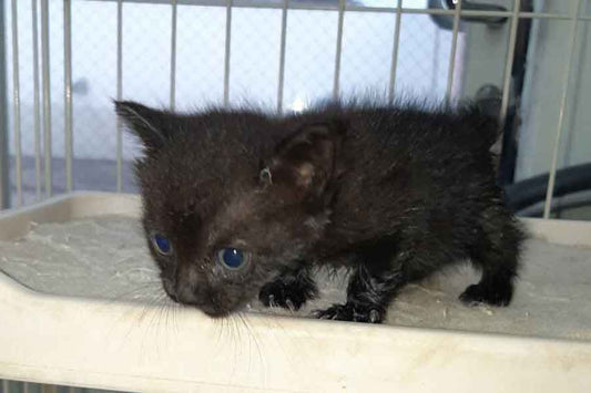 「くしゃみしたらこれ。ごめんて」　元保護ねこのまさかの反応に7.4万“いいね”　「人間変ナ音出サントイテ」「び、びっくりしたにゃあ～」