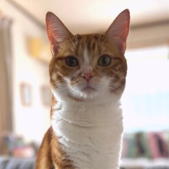猫が不意打ちの音に弱いのはなぜ？並外れた聴覚のヒミツに迫る