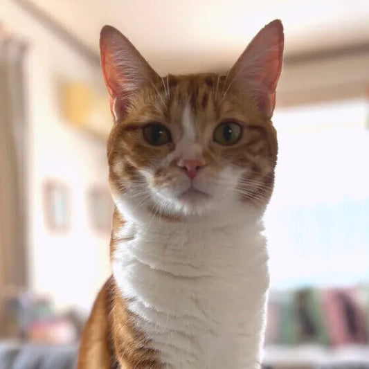 猫が不意打ちの音に弱いのはなぜ？並外れた聴覚のヒミツに迫る