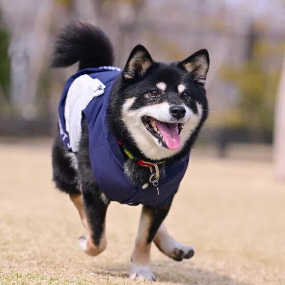 柴犬