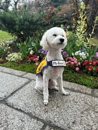 聴導犬「リンちゃん」