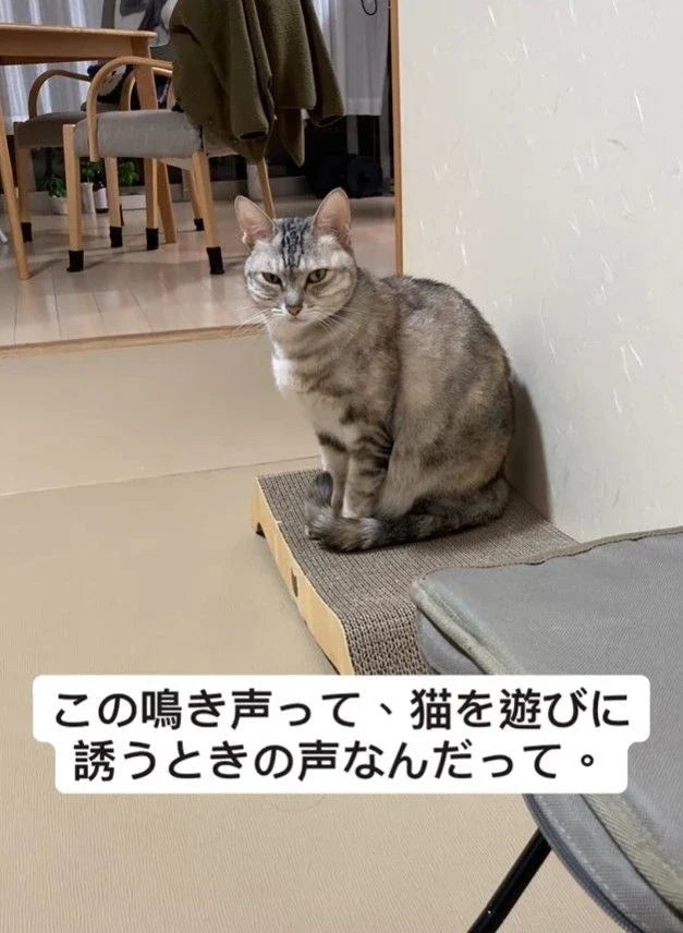 「ほんとに来たんだけど！？」名前を呼んでも来ない猫がパッと反応して、やってきた！…謎の音の正体はなに？