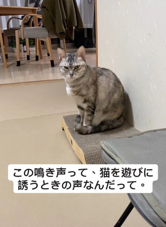 「ほんとに来たんだけど！？」名前を呼んでも来ない猫がパッと反応して、やってきた！…謎の音の正体はなに？