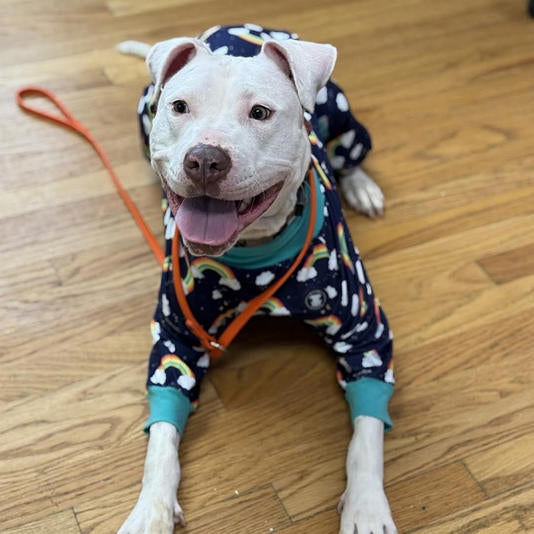 聴覚障害のある犬マミー