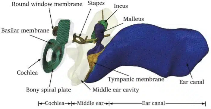 研究により、デジタル再構成による中耳の聴覚障害に関する新たな手がかりが明らかに&nbsp;