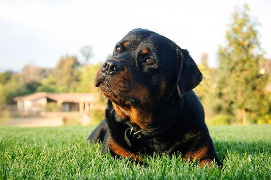 犬に補聴器は装着できるのか？飼い主が知っておくべきこと