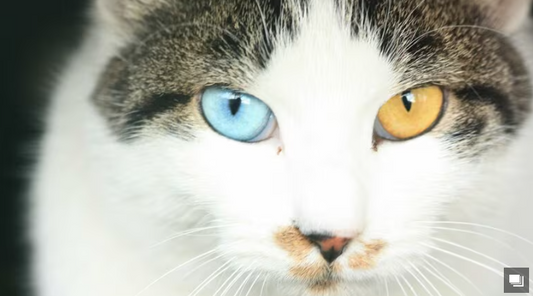 猫の目はなぜ夜に光るの？子猫はみんな青い目だって知ってた？猫の目のヒミツを徹底解説