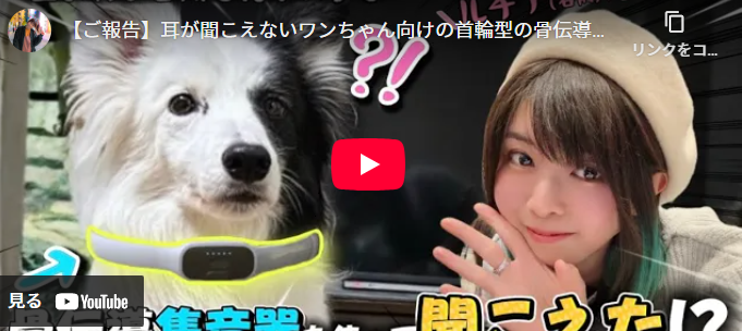 難聴のワンちゃん用の骨伝導集音器に反響　飼い主の声に反応する姿に視聴者「幸せになってほしい」