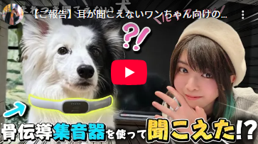 一度も飼い主の声を聞いたことがない難聴の愛犬に骨伝導集音器をつけ、名前を呼んだら……　「すごすぎる」大号泣の結果に「泣いた。ひたすら泣いた」