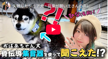 「こんな泣いたの初めて」耳が聞こえなくなった老犬に、骨伝導集音器をつけたら……感動の光景に「わんちゃんも嬉しいだろなぁ」