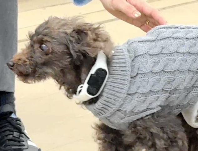 骨伝導集音器を装着した犬（ソリッドソニック提供）