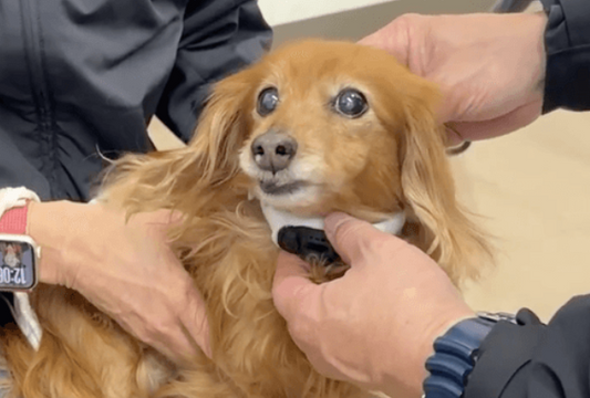 Vibone nezu pet for dogsを首に巻く