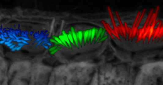 新たなAIツールが、感覚細胞の前例のない3Dビューで聴覚研究を加速