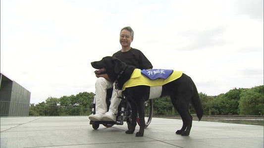 全国の「介助犬」は59匹　少ない理由は“社会的認知度”の低さ　障害がある人と暮らす大切なパートナー