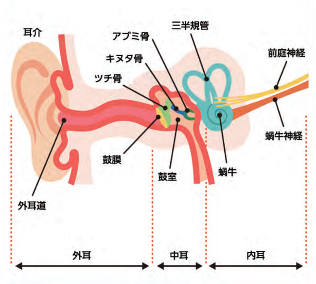 音を聞いているのは、耳でなく脳だった！～改善できる危険因子・難聴③