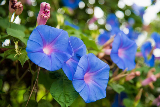 青い朝顔の写真　chaistock/shutterstock.com