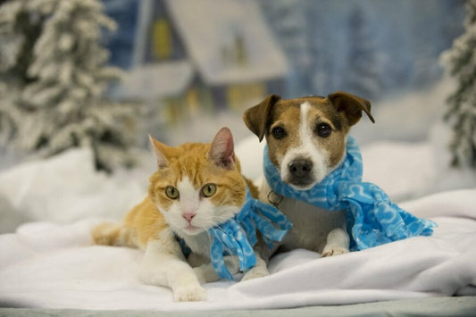 【知らないと損！】シニア世代が今すぐチェックすべき給付金・補助金5選｜申請しないともらえない支援金や自治体の制度も徹底解説