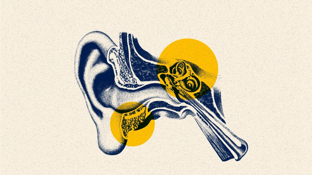 特定の音に集中する人間の能力は、聴神経や脳幹に由来するものではないことが分かっている